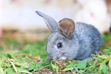 gray, black little rabbits eat green grass