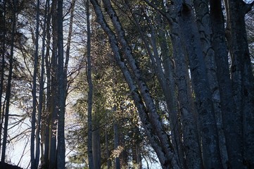 Buchenwald im Chiemgau