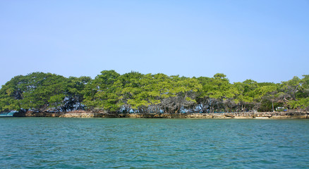 Fototapeta na wymiar Forest at the beach by Baru in Colombia next to Cartagena