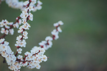 Spring flowering background. Apricot tree branch with flowers. Blooming tree branch with white flowers.  Apricot flowers background.
