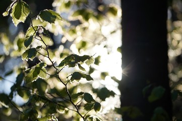 Lichtspiel im Frühlingswald