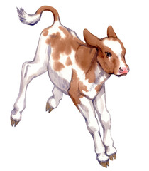 Watercolor painting of a jumping calf isolated on white background. Original stock illustration of baby cow.