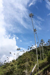 Fototapeta na wymiar Cocora Valley, which is nestled between the mountains of the Cordillera Central in Colombia.