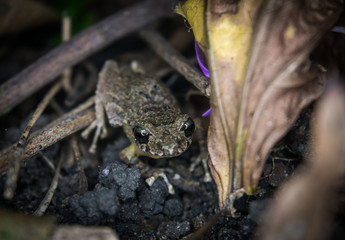 Calm frog