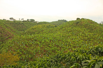 Banana plantation in the province of Magdalena, Colombia. Symbol of the Green Revolution.