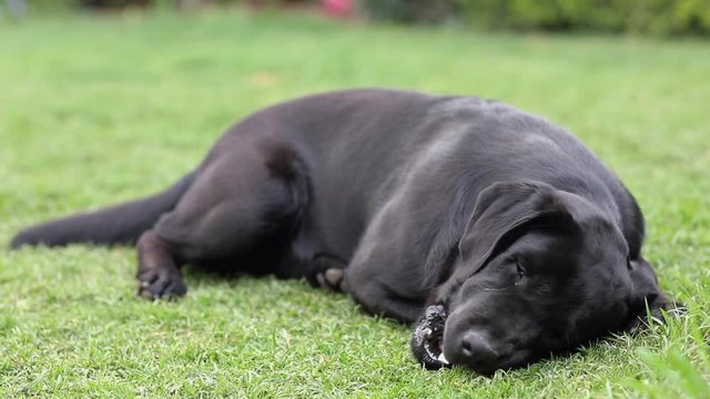 Black young labrador retriever crunching a wooden stick laying on the grass