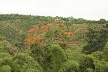 Colombian coffee plantation in the Andean valleys. Quimbaya, Quindio, Colombia. Triangle coffee