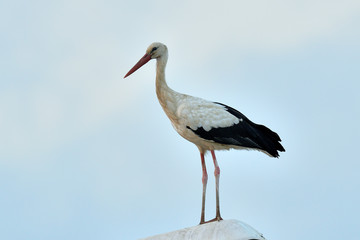 cigüeña blanca posada (ciconia ciconia) Marbella Andalucía España