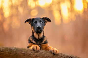 German shepherd puppy in natural environment