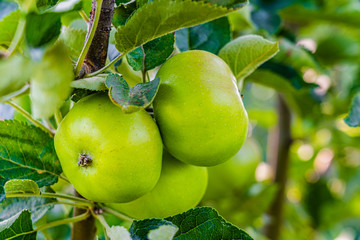 A bunch of bio organic green apples growing on the branches of an apple tree in an orchad