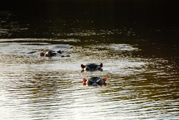 Pod of hippopotamuses in water at sunset, South Africa