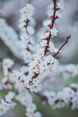 Spring flowering background. Apricot tree branch with flowers. Blooming tree branch with white flowers.  Apricot flowers background.