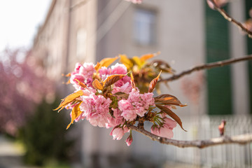 Full bloom Sakura - Cherry Blossom. 
Close-up sakura flowers
