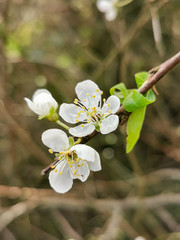 mirabelle tree blossom