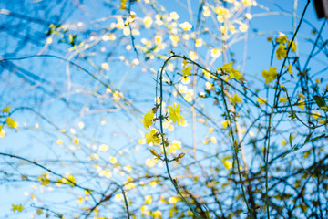 Intertwining of thin branches in bloom
