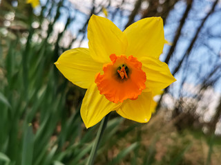 Obraz premium daffodil in the spring