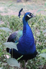 Fototapeta premium Peacock