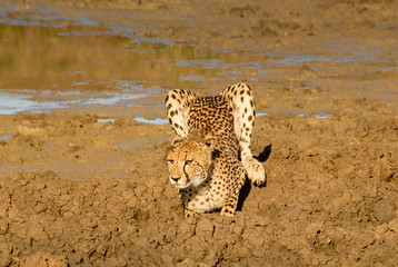 Curious cheetah playing and investigating mud by watering hole, South Africa