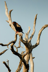 Bateleur sitting atop dead tree branch, South Africa