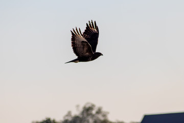 Fliegender Greifvogel mit majestätischen Schwingen als König der Lüfte mit Adleraugen auf Beutezug fliegt mit ausgebreiteten Flügeln durch sein Jagdrevier und jagd nach Kaninchen und kleinen Vögeln
