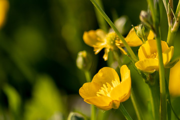 Gelber Hahnenfuß in voller Blüte mit schönen gelben Blüten im Gegenlicht lädt als Bienenweide Insekten wie Bienen und Hummeln zur Nektarsuche für leckeren Honig im Frühling ein