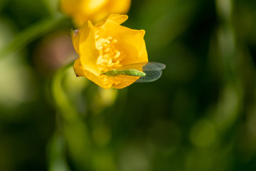 Gelber Hahnenfuß in voller Blüte mit schönen gelben Blüten im Gegenlicht lädt als Bienenweide Insekten wie Bienen und Hummeln zur Nektarsuche für leckeren Honig im Frühling ein