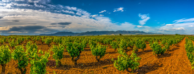 vineyards in spain, traditional goblet trellis with mountains in the background and blue sky