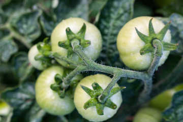 Unripe tomatoes in the vegetable garden.
