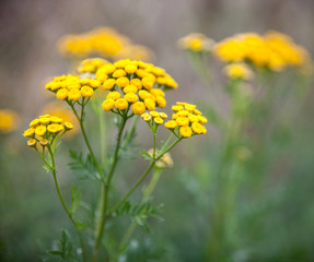 Yellow tansy flowers