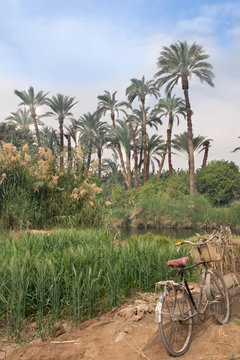 Old bike at the egypcian countryside palm oasis, next to the Nile