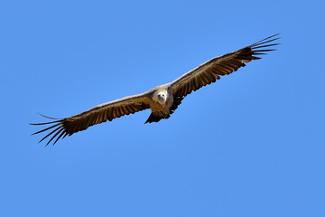 buitre leonado en vuelo sobre cielo azul  (Gyps fulvus) Marbella Andalucía España	