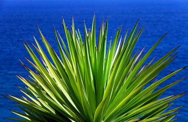 Tropical plants on southern coast of Madeira island, Portugal, Europe