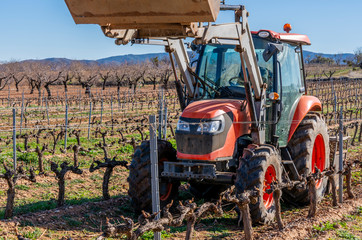 pruning of vineyards in spain and collection of vine shoots by tractor