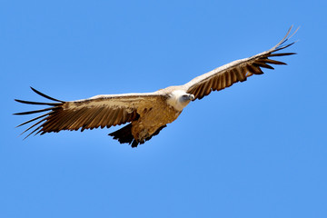 buitre leonado volando al sol  (Gyps fulvus) Marbella Andalucía España	