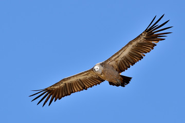 buitre leonado sobre el cielo azul  (Gyps fulvus) Marbella Andalucía España	