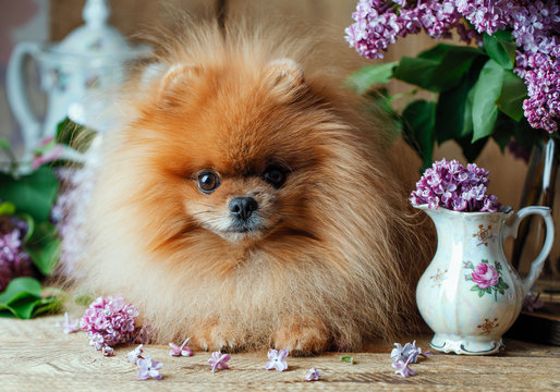 Pomeranian dog in spring flowers. Pomeranian dog with bouquet of lilac. 