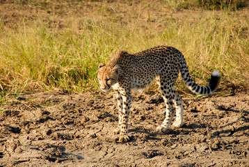 Cheetah walking on hardened mud, South Africa