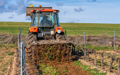 Fototapeta premium pruning of vineyards in spain and collection of vine shoots by tractor