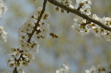 
Flowering branch with flying bees