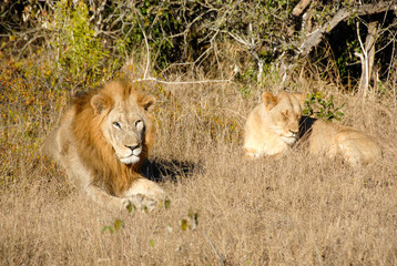 Lion blind in one eye lying in grass with lioness, KwaZulu-Natal, South Africa