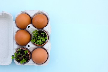white box of brown eggs with 2 plants inside the eggshell on a blue background