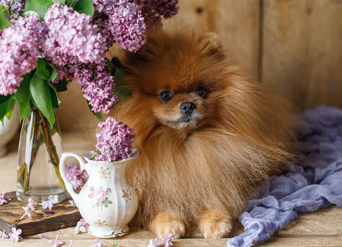 Pomeranian dog in spring flowers. Pomeranian dog with bouquet of lilac. 