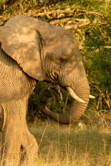 African elephant in semi-shade, South Africa