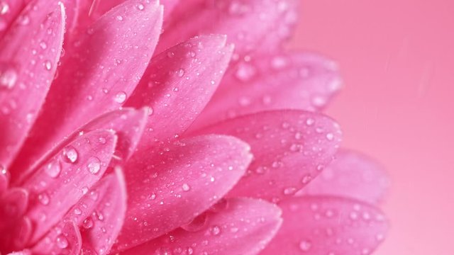 Beautiful colorful gerbera daisy with water drops falling. Super slow motion shot at 1000 fps