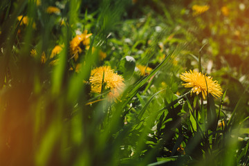 Beautiful yellow dandelions. Close up of yellow spring flowers on the ground. Background
