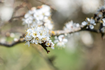 Printemps