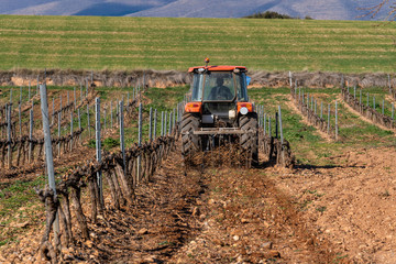 pruning of vineyards in spain and collection and burning of vine shoots by tractor