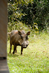 Curious warthog standing on grass by wooden deck, South Africa