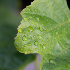 water drops on a leaf
