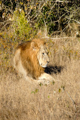 Lion blind in one eye lying in grass, KwaZulu-Natal, South Africa

